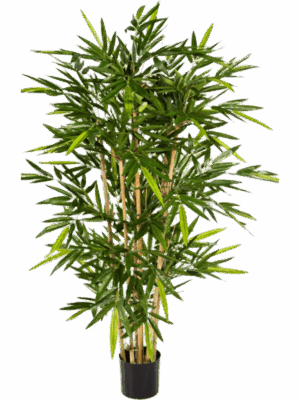 Bamboo