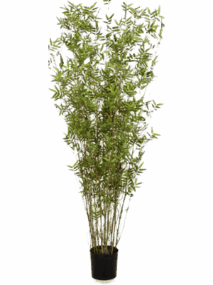 Bamboo Oriental