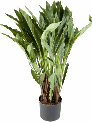 Calathea