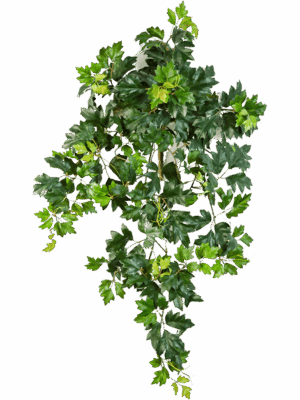 Ivy