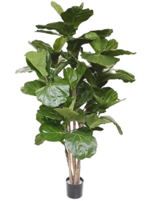Ficus Lyrata