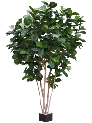 Ficus Lyrata