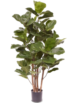 Ficus Lyrata