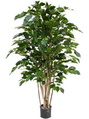 Ficus Benjamina Exotica