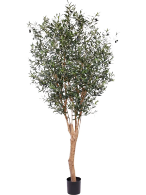 Olea Europea