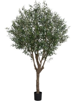 Olea Europea