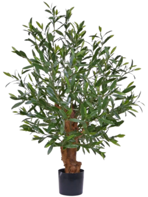 Olea Bonsai