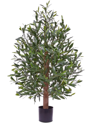 Olea