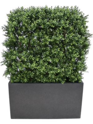 Buxus Semperviresn