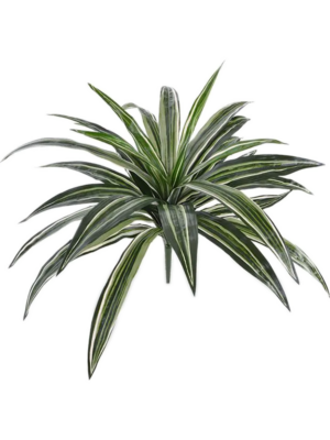 Dracaena Fragrans White Jewel