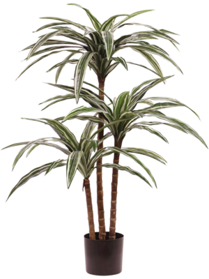 Dracaena Tetrastigma Voinierianum