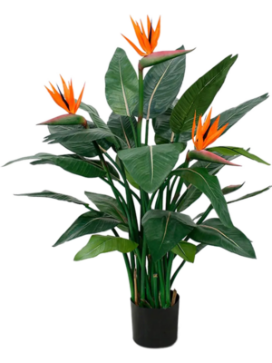 Strelitzia Nicolai