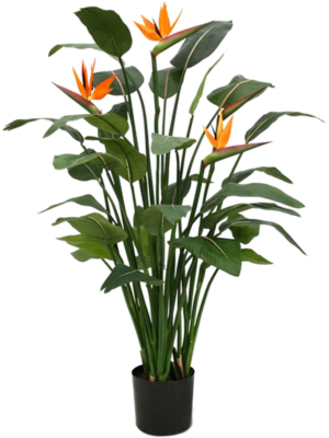 Strelitzia Nicolai