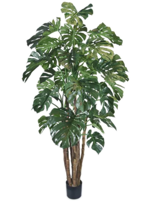 Monstera Deliciosa