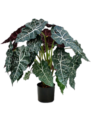 Alocasia Polly