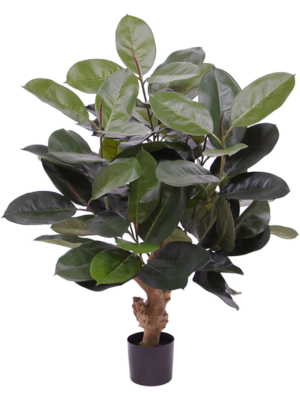 Ficus Elastica Robusta