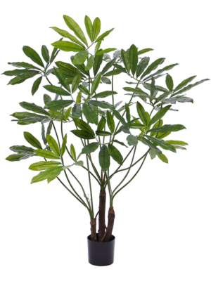 Philodendron