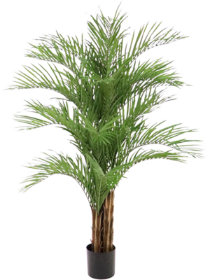 Dypsis Lutescens
