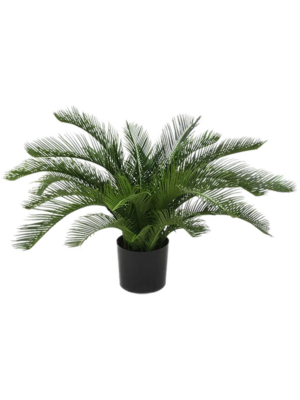 Cycas Revoluta