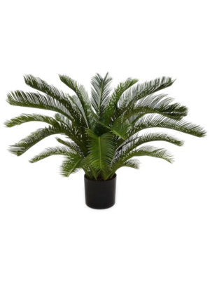 Cycas Revoluta