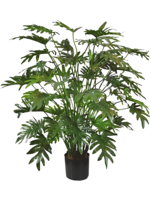 Philodendron Xanadu