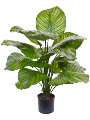 Calathea Fasciata