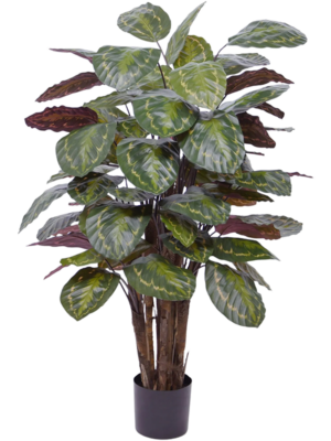 Calathea Roseopicta