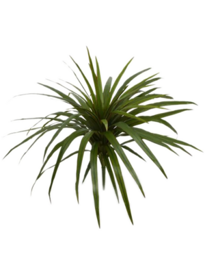 Dracaena Marginata