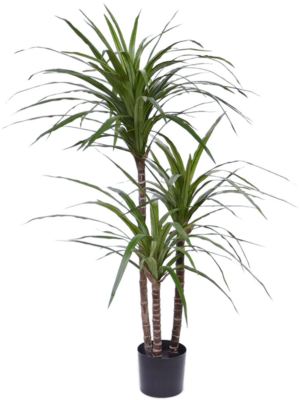 Dracaena Marginata