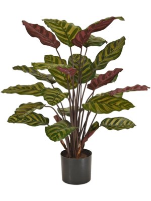 Calathea Makoyana
