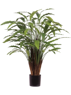 Calathea Leopardina