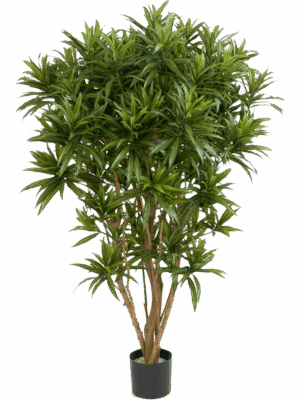Dracaena Reflexa Jamaica