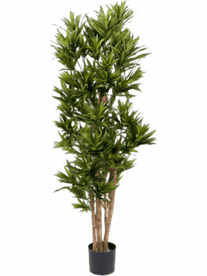 Dracaena Reflexa