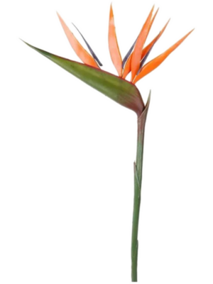 Strelitzia