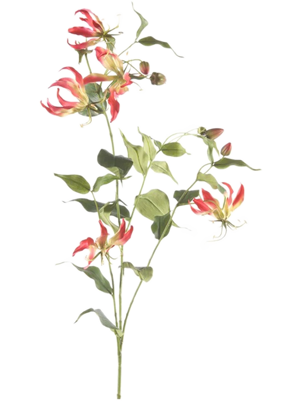Gloriosa