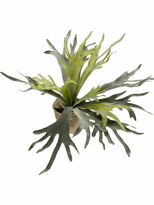 Fern Staghorn