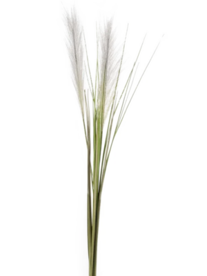 Cortaderia