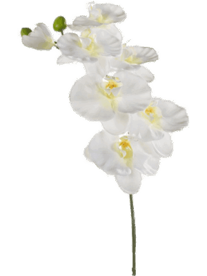 Phalaenopsis