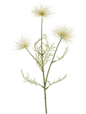Anemone