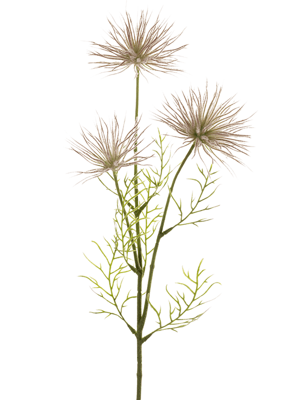 Anemone Seed