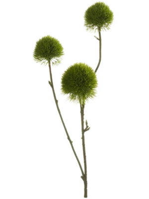 Dianthus