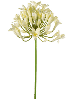 Agapanthus
