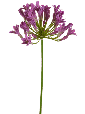 Agapanthus
