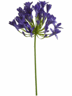Agapanthus