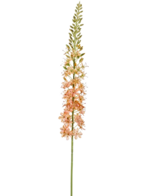 Eremurus