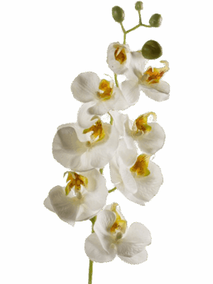 Phalaenopsis