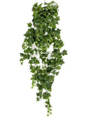 Ivy