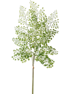 Adianthum