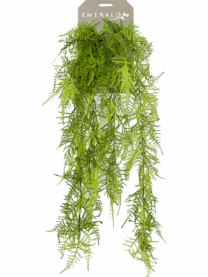 Asparagus Plumosus