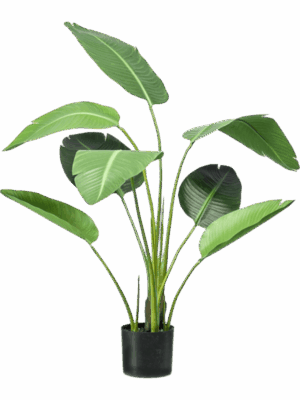 Strelitzia